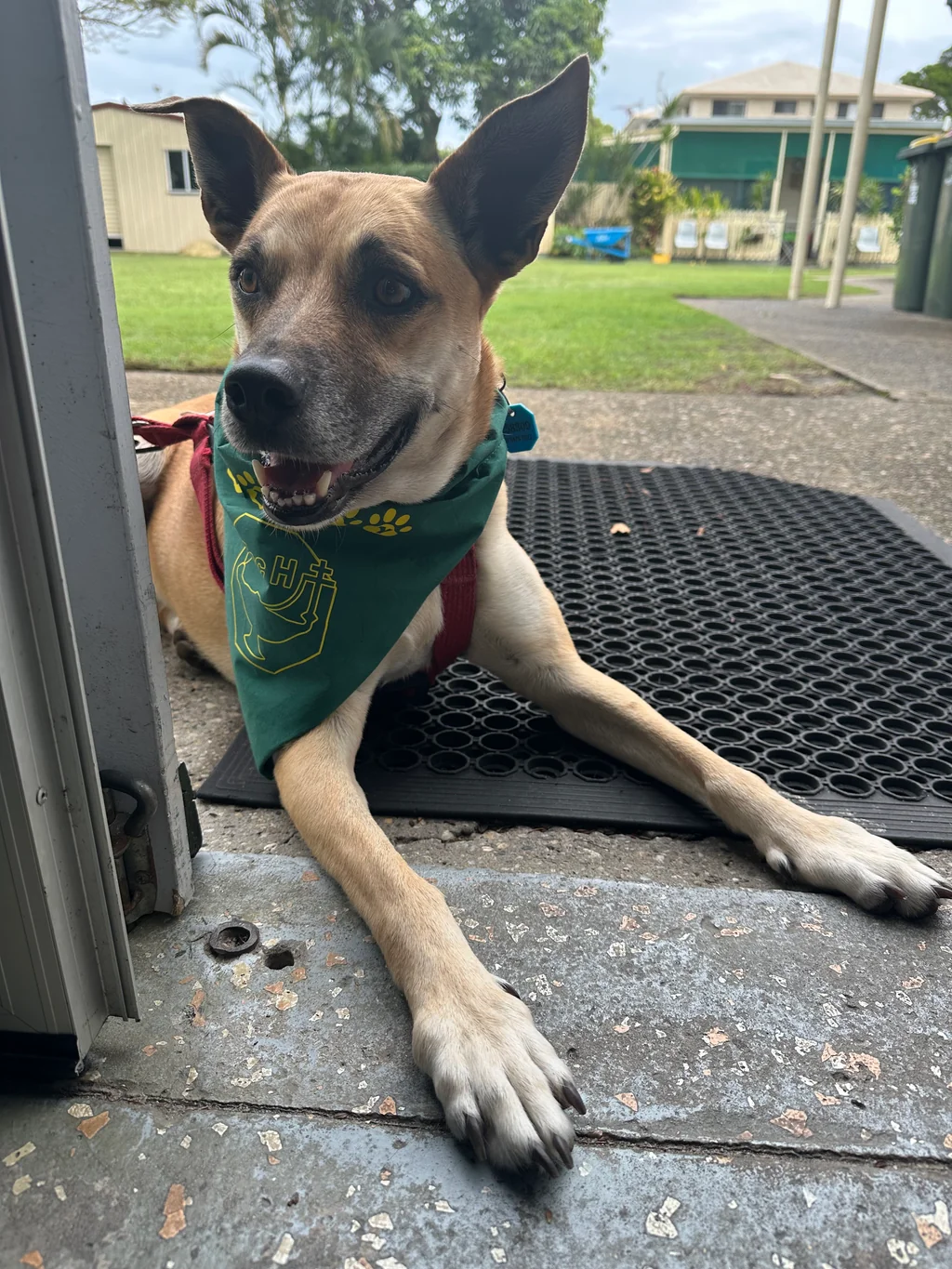 Nelly the dog resting alert on a doormat, wearing her green Toc H bandana, keeping watch over the proceedings